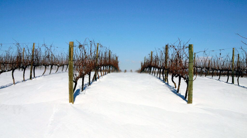 Viñedos Chivite invierno