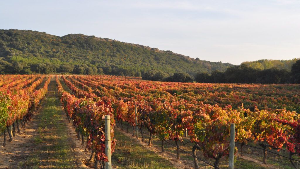 Viñedos Chivite otoño